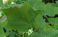 Ectoedemia platanella group