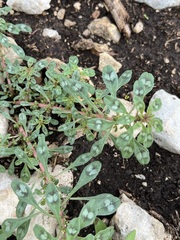 Amaranthus polygonoides