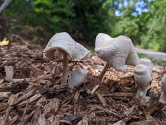 Leucocoprinus cepistipes