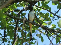 Tyrannus forficatus