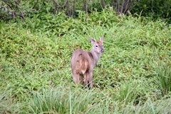 Mazama gouazoubira