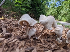 Leucocoprinus cepistipes