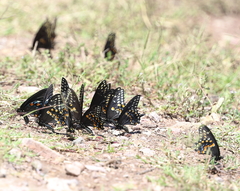 Papilio polyxenes asterius
