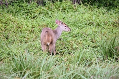 Mazama gouazoubira