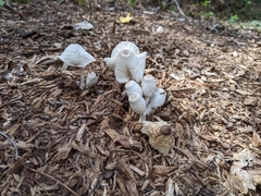 Leucocoprinus cepistipes