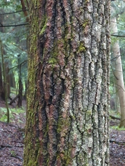 Populus grandidentata