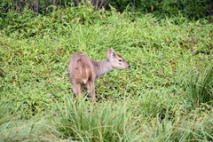 Mazama gouazoubira