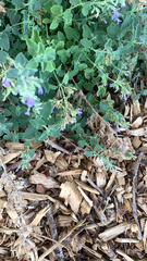 Clinopodium nepeta