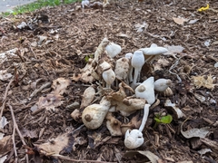 Leucocoprinus cepistipes