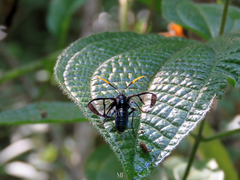 Nyridela acroxantha
