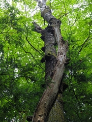 Populus grandidentata