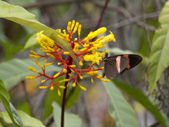 Heliconius erato