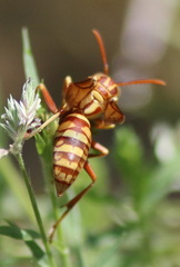 Polistes apachus