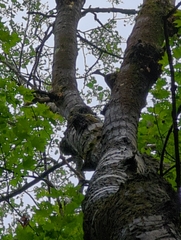 Populus grandidentata