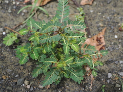 Phyllanthus urinaria hookeri