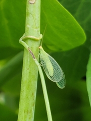 Chrysopa