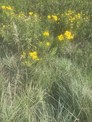 Heterotheca camporum