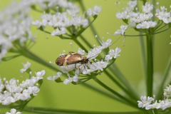 Nemophora degeerella