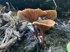 Lactarius camphoratus