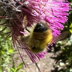 Bombus flavifrons