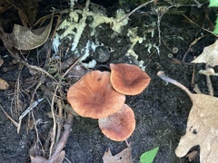 Lactarius camphoratus
