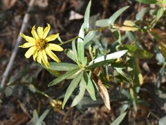 Helianthus gracilentus