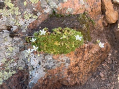 Saxifraga bronchialis