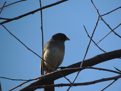Embernagra platensis