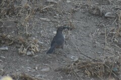 Toxostoma redivivum