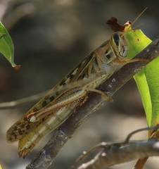 Schistocerca americana