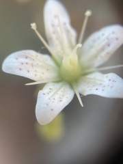 Saxifraga bronchialis