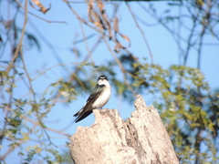Tachycineta leucorrhoa