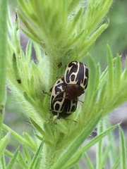 Zygogramma tortuosa