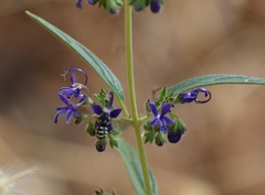 Dianthidium