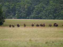 Syncerus caffer nanus