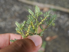 Phyllanthus urinaria hookeri