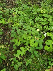 Sanguinaria canadensis