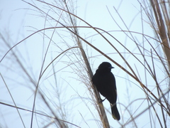 Agelasticus cyanopus