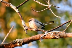 Polioptila dumicola