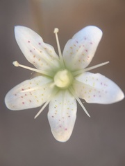 Saxifraga bronchialis
