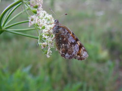 Phyciodes pulchella