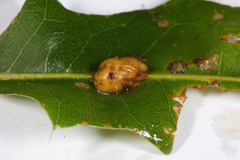Kokkocynips decidua
