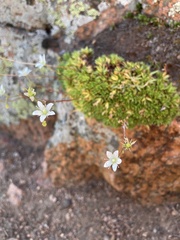 Saxifraga bronchialis