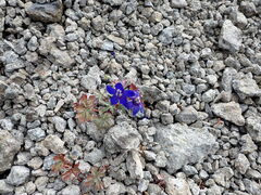 Delphinium glareosum
