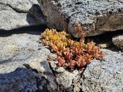 Sedum obtusatum