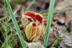 Hygrocybe coccinea