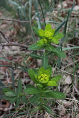 Euphorbiaceae