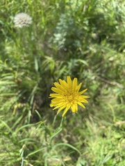 Tragopogon pratensis