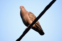 Patagioenas maculosa