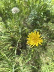 Tragopogon pratensis